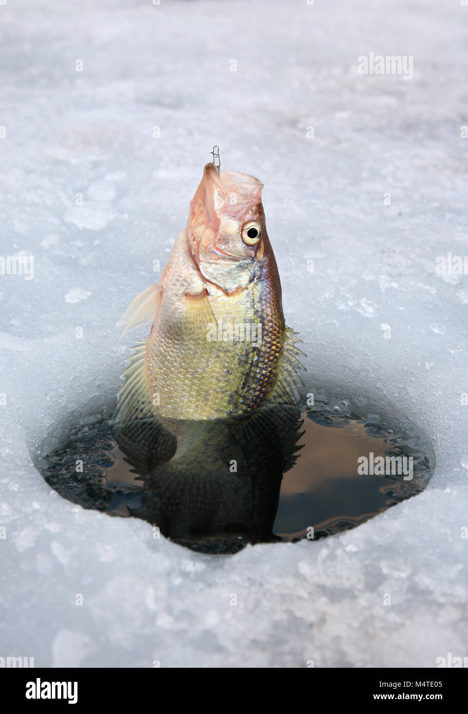 Crappie pan il pesce venga tirato fuori del foro di ghiaccio nel Nord dello Utah Foto Stock