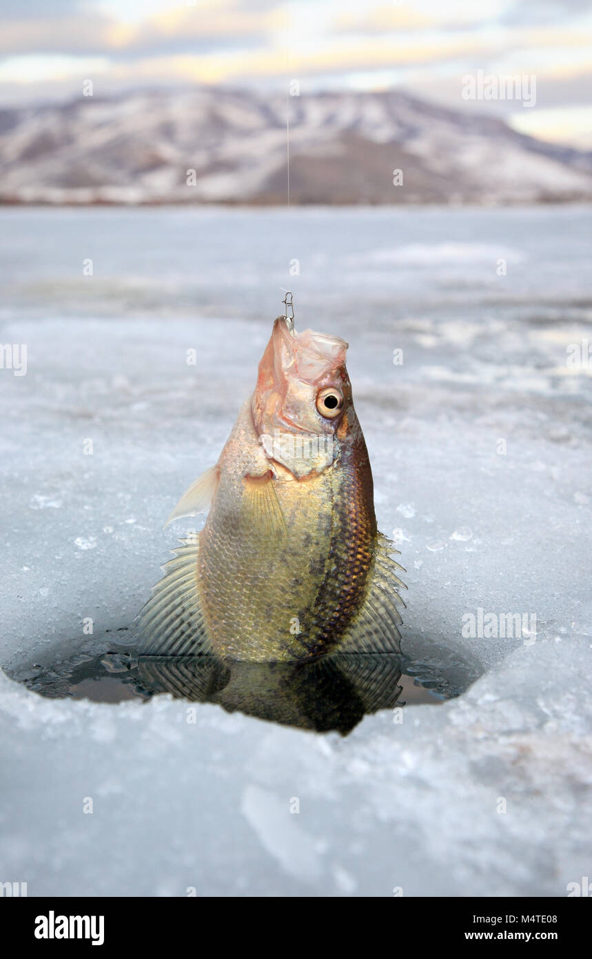 Crappie pan il pesce venga tirato fuori del foro di ghiaccio nel Nord dello Utah Foto Stock