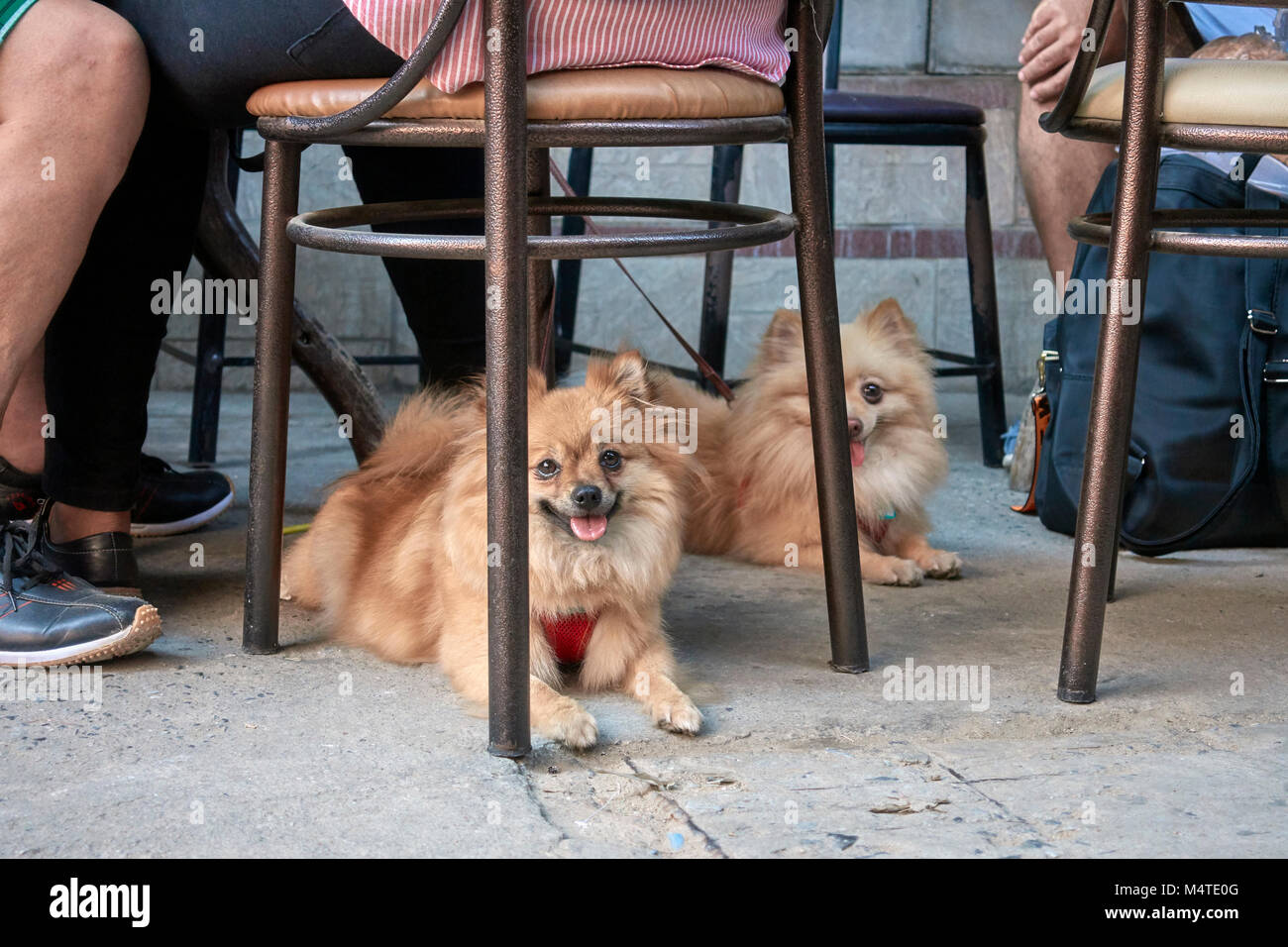 Cane. I cani di Pomerania Foto Stock