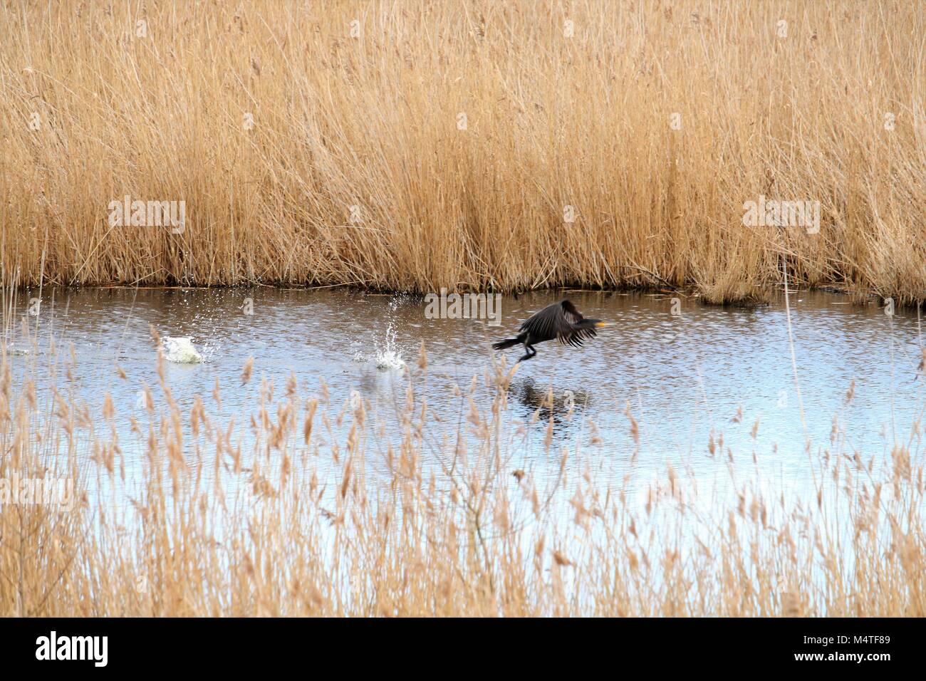 Birdwatching & mondo naturale - un cormorano solitario in volo. Pitsea Creek, Essex, Gran Bretagna. Foto Stock