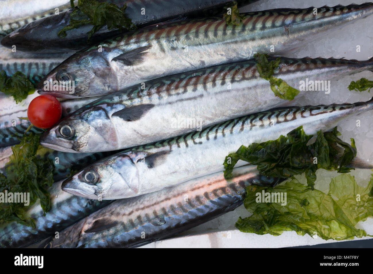 Sgombri, Mediterranea di pesce al mercato di napoli, Italia Foto Stock