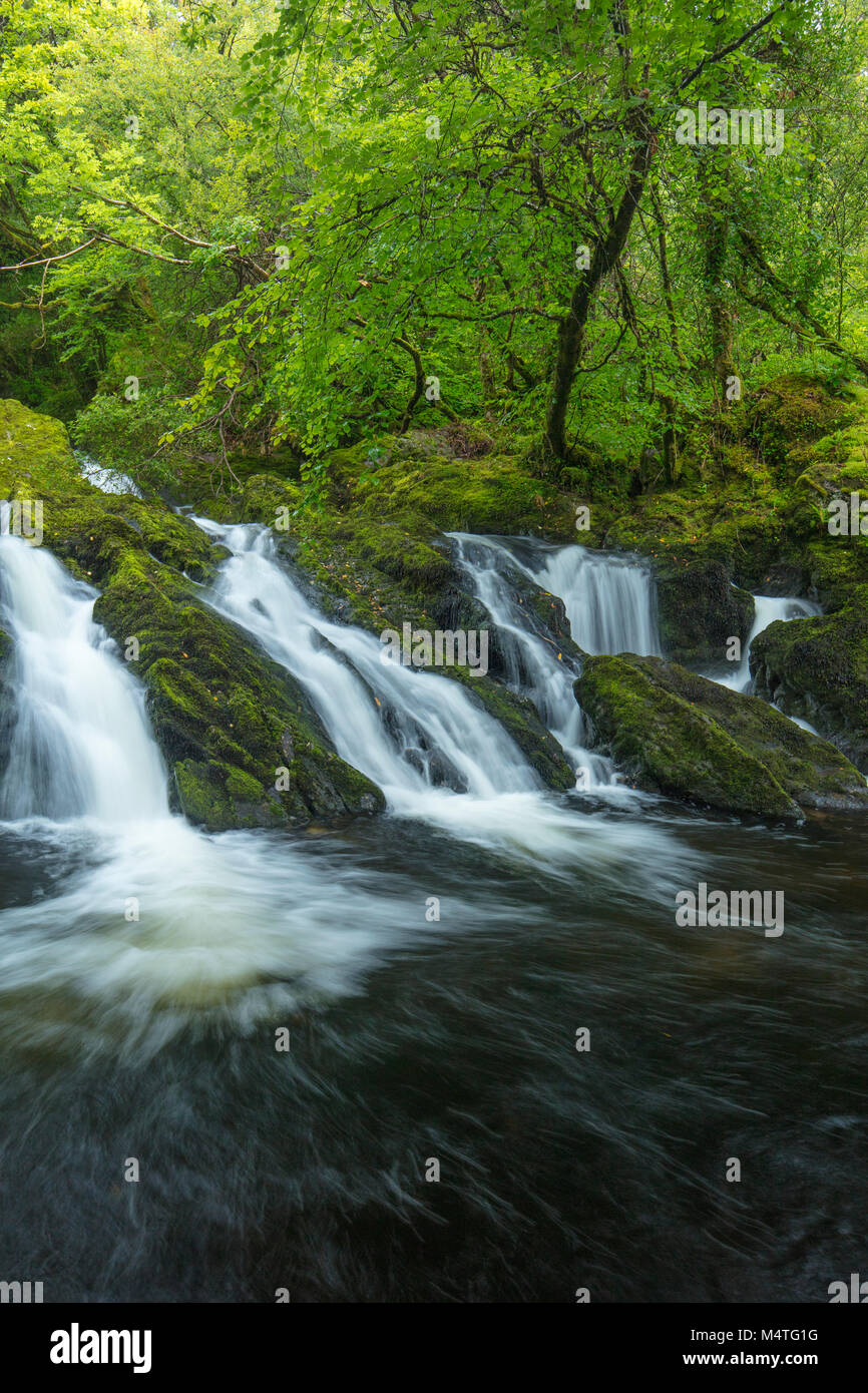 Cascata sul fiume Canrooska, Glengarriff Riserva Naturale, Glengarriff, County Cork, Irlanda. Foto Stock
