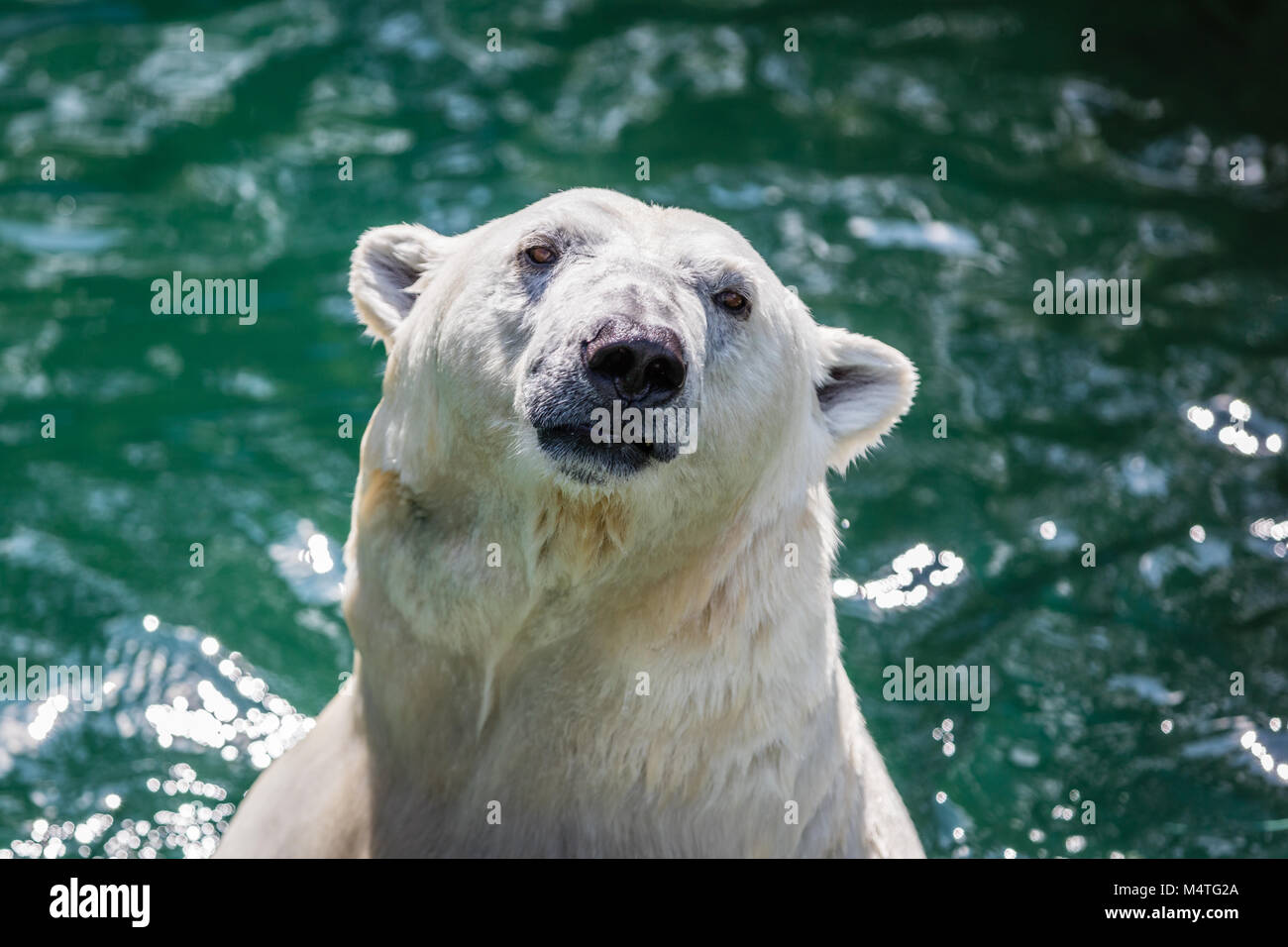 Femmina orso polare. Colpo alla testa. Foto Stock