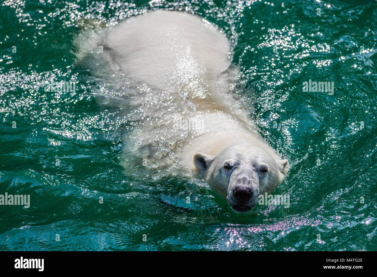 Femmina orso polare nuoto. Foto Stock
