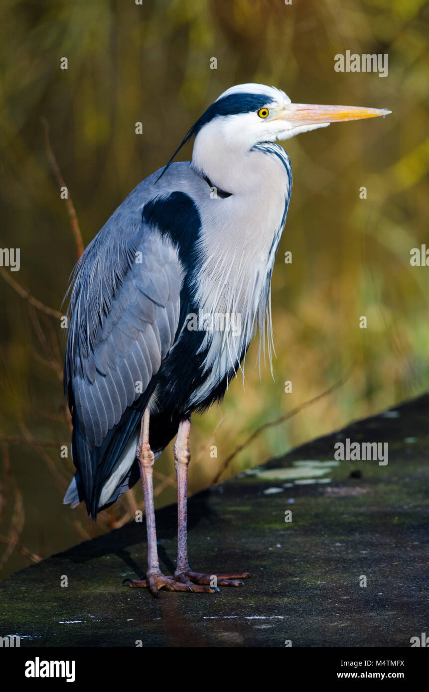 Heron in attesa in riva al lago in attesa della preda catturata da un fotografo del paziente in attesa di un tale uccello affascinante guardare Foto Stock