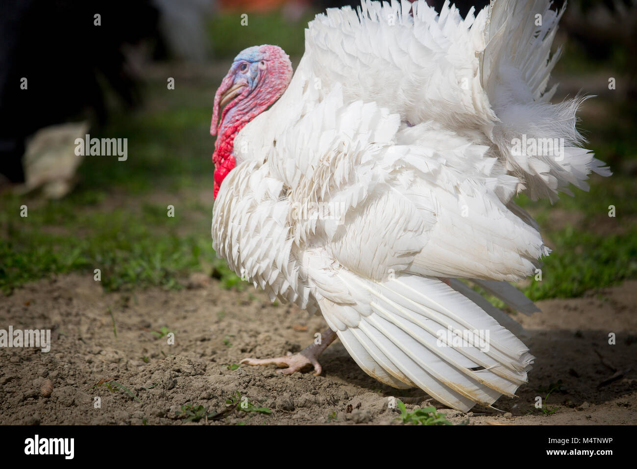 La Turchia Fram Savar in Bangladesh. Foto Stock