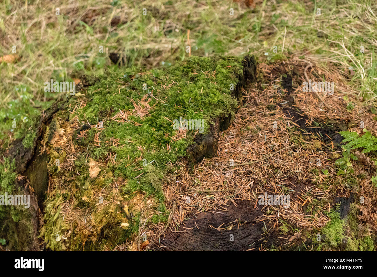 Gli alberi in una foresta, Dublino. Foto Stock