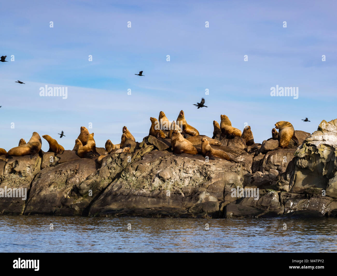 Un gruppo di enorme maschio Steller leoni di mare fotografato nel sud della British Columbia. Foto Stock