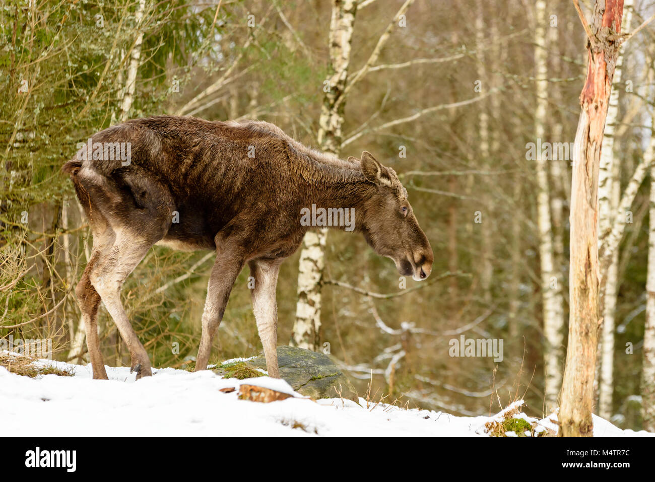 Skinny e non in modo sano cercando giovani alci (Alces alces) con triste appendere la postura, in piedi su una foresta innevata hilltop. Foto Stock