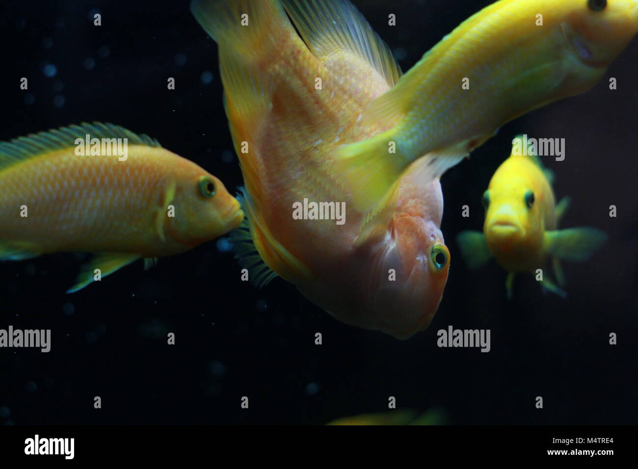 Il sangue parrot cichlid pesci di acquario Foto Stock