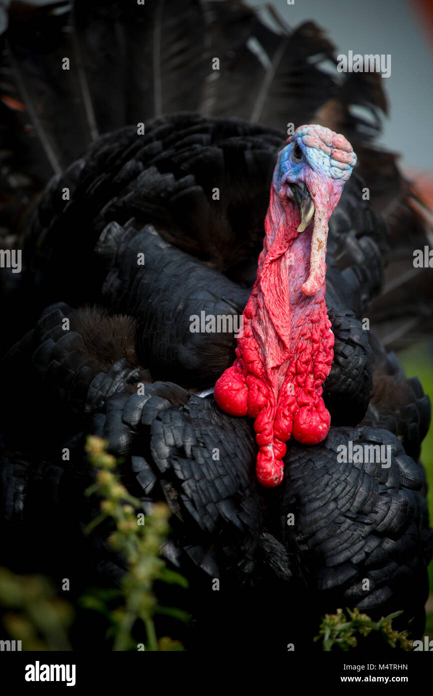 La Turchia Fram Savar in Bangladesh. Foto Stock