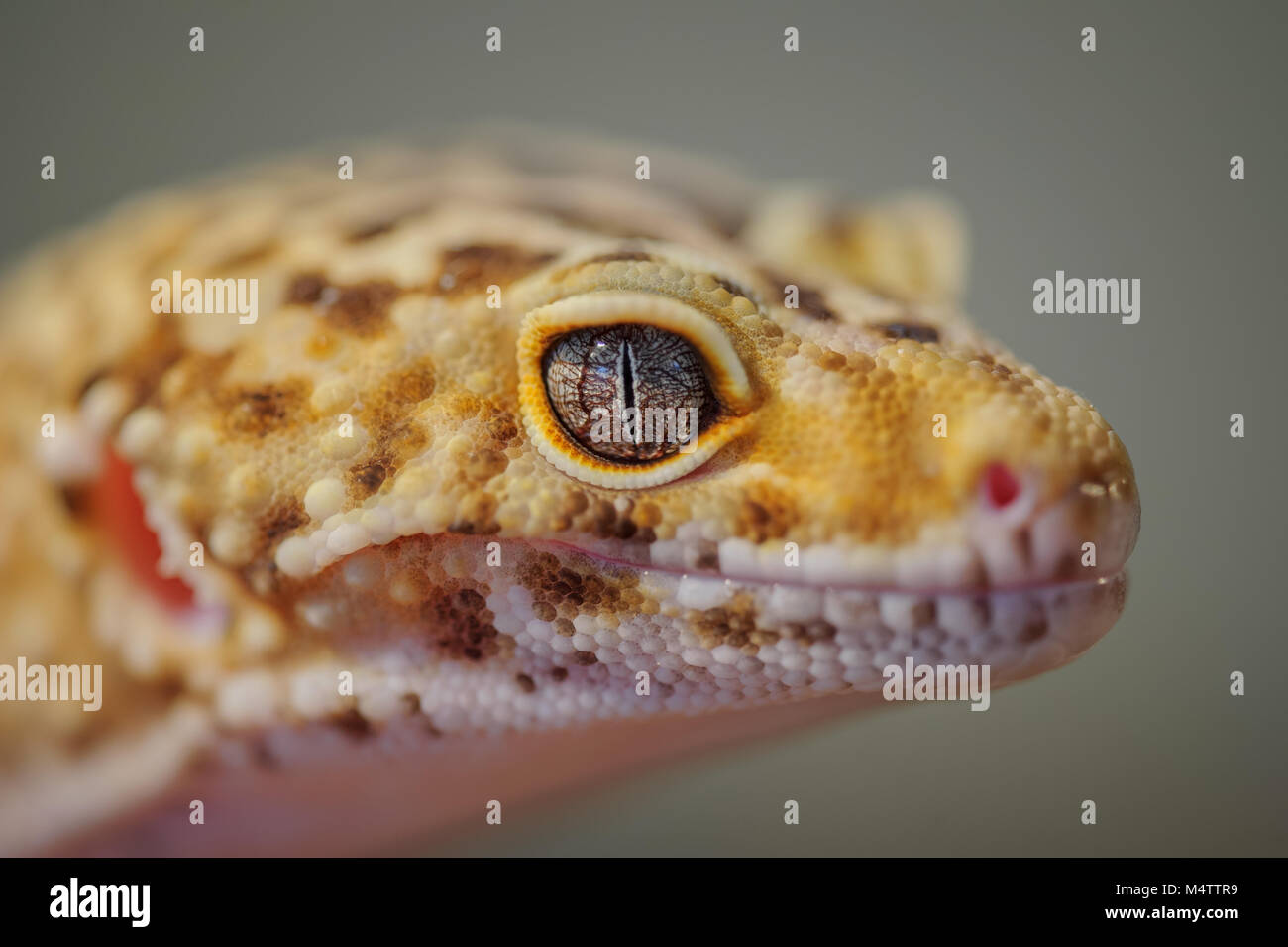 Testa dal lato del comune di leopard gecko. Lizard Foto Stock
