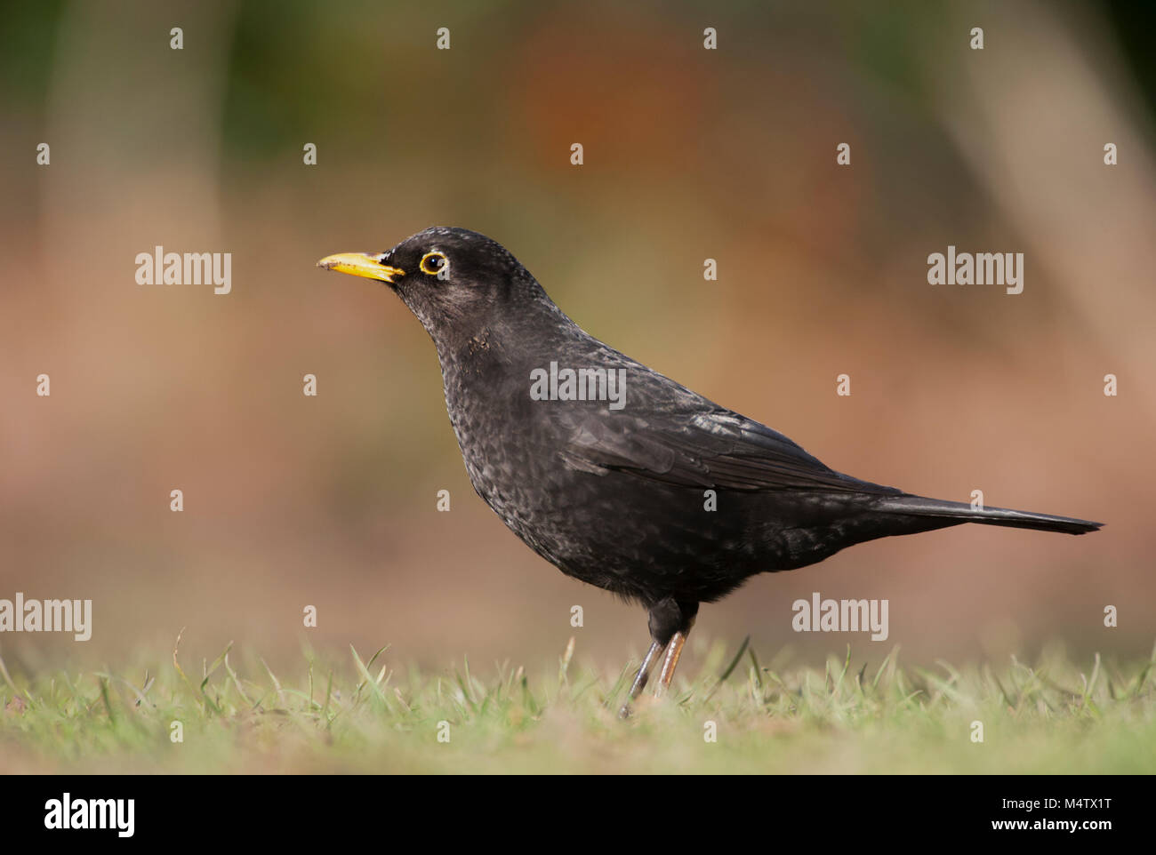 Maschio Blackbird, conosciuto anche come Common Blackbird, (Turdus merula), su erba alla ricerca di vermi, Regents Park, Londra, Regno Unito Foto Stock