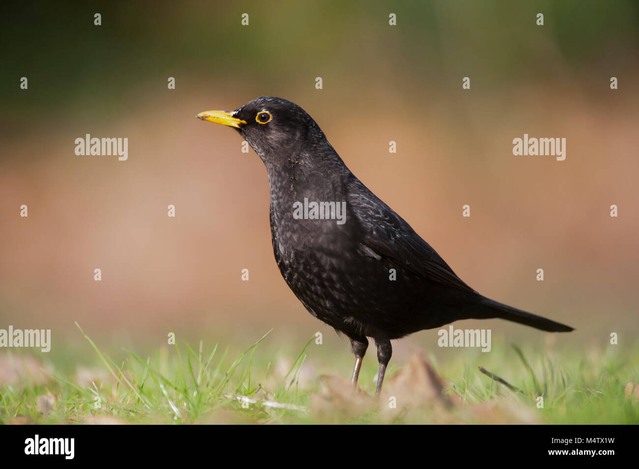 Maschio Blackbird, conosciuto anche come Common Blackbird, (Turdus merula), su erba alla ricerca di vermi, Regents Park, Londra, Regno Unito Foto Stock