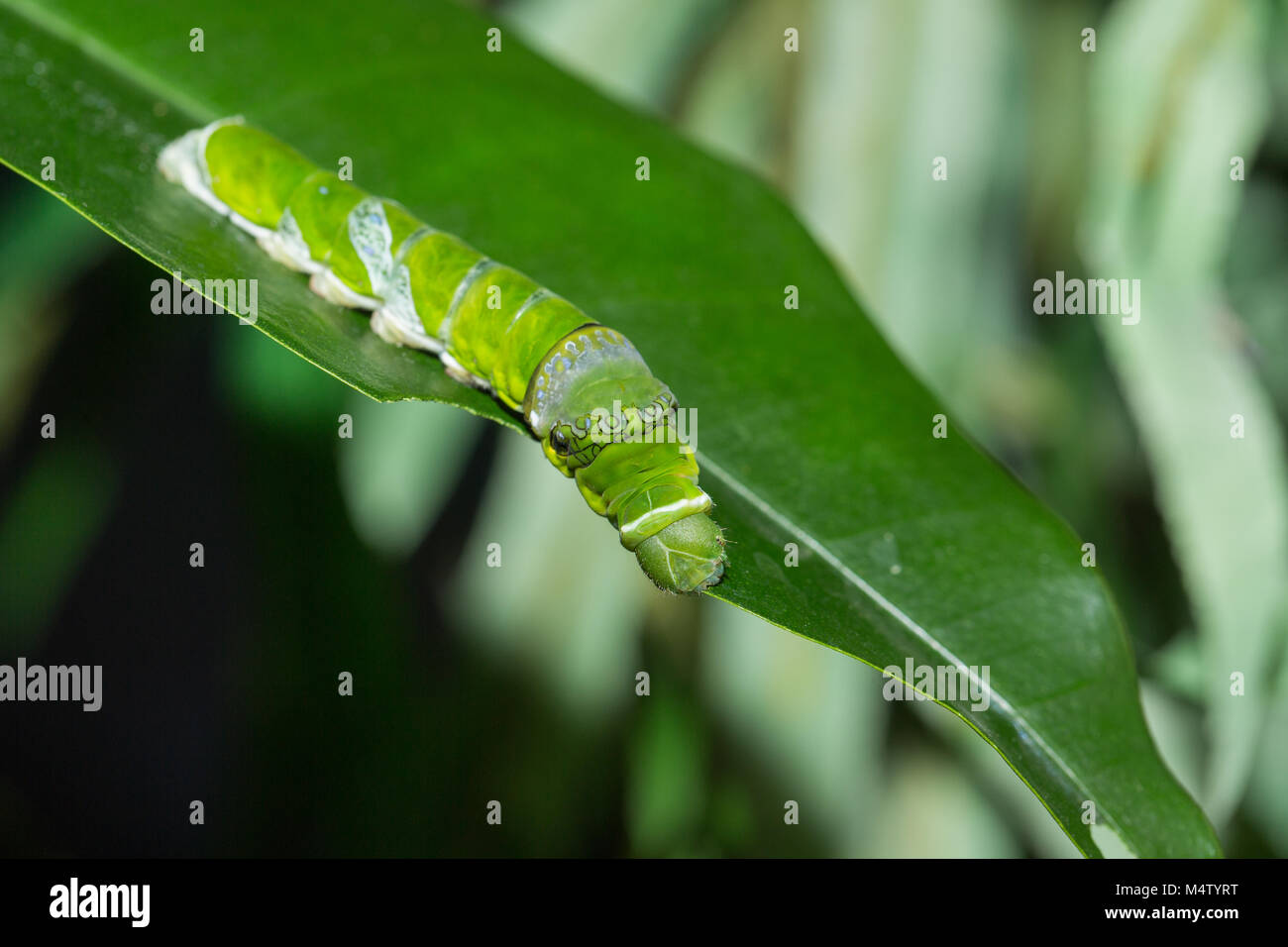 Il bruco di farfalla Papilio Polytes mangia foglie di limone Foto Stock