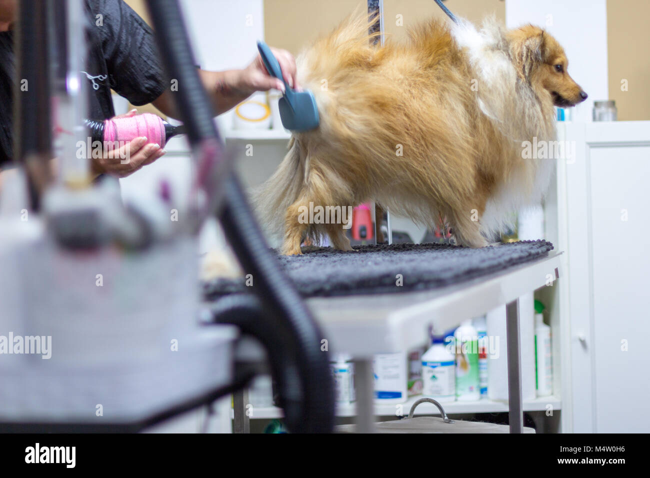Sheepdog shetland si siede sul tavolo in un salone di cane Foto Stock