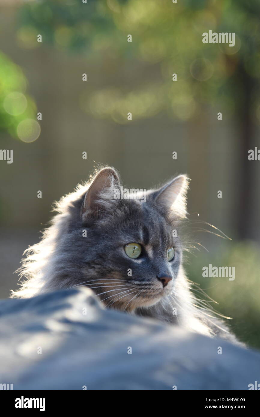 Cute cat giocando e nascondersi dietro la copertura a griglia Foto Stock