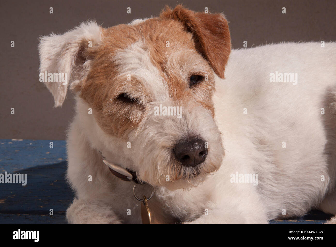 I vecchi terrier cane sdraiato su un vecchio dipinto di blu panchina da giardino Foto Stock