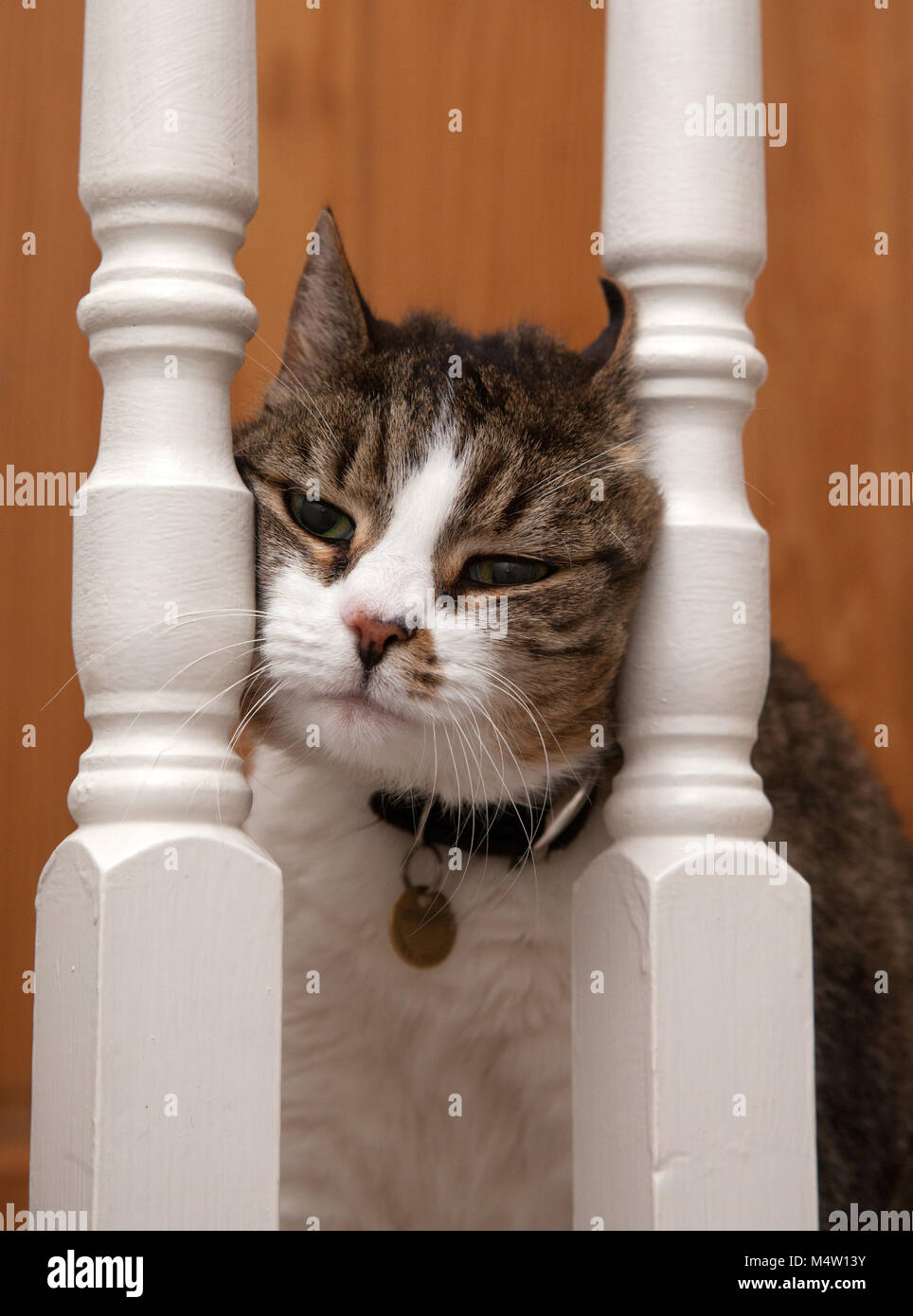 Tabby cat schiacciando il suo viso tra alcuni bannister rotaie. Foto Stock