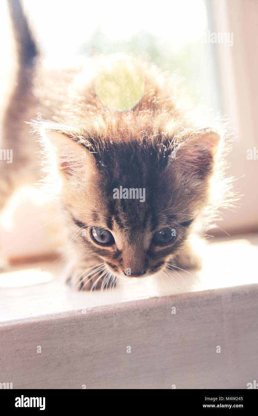 Kitten siede su una finestra sotto la luce diretta del sole Foto Stock