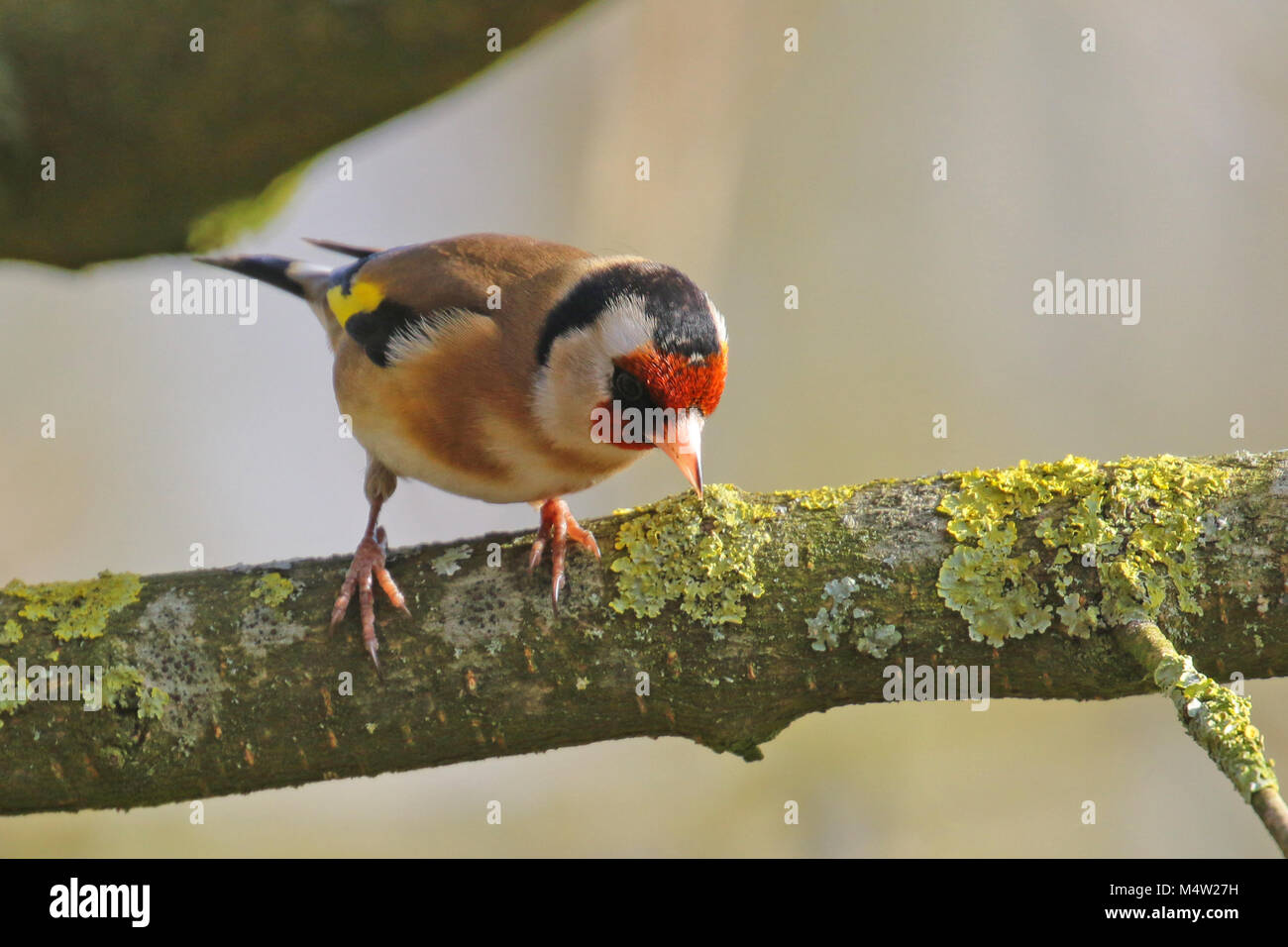 Eurasian cardellino ( carduelis carduelis ) appollaiato su un ramo, Finchampstead, UK. Foto Stock