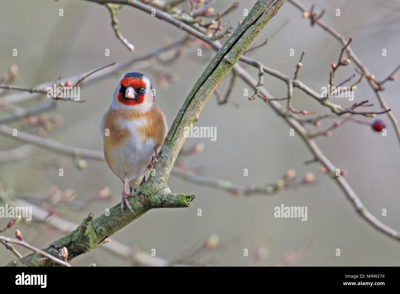 Eurasian cardellino ( carduelis carduelis ) appollaiato su un ramo, Finchampstead, UK. Foto Stock