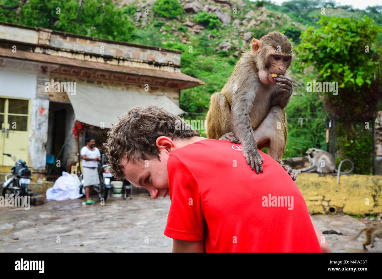 Scimmia su spalla immagini e fotografie stock ad alta risoluzione - Alamy