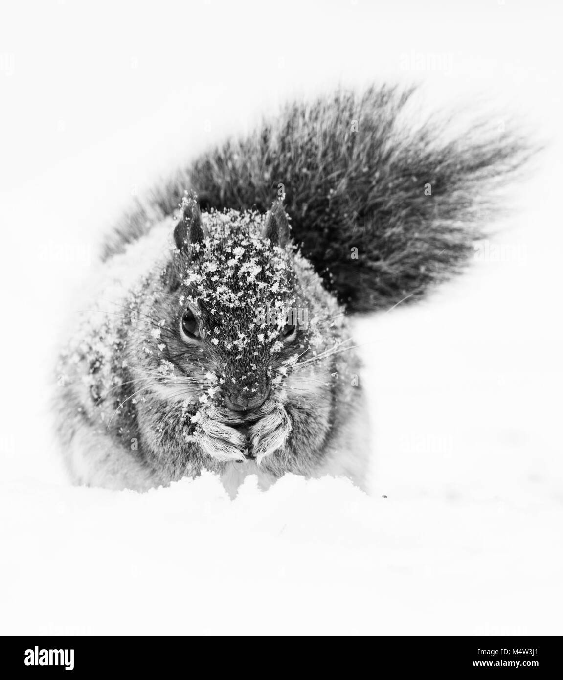Scoiattolo grigio in tempesta di neve Foto Stock