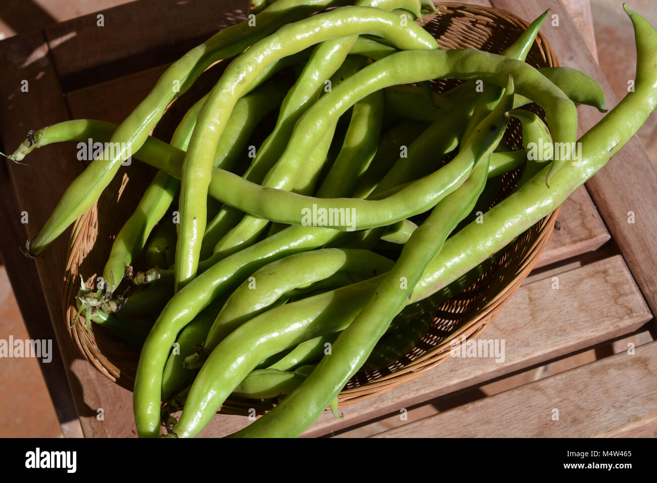 Appena raccolto Vicia faba o fave, noto anche come fava, faba bean, favino, campana, fagiolo fagiolo di tic. Foto Stock