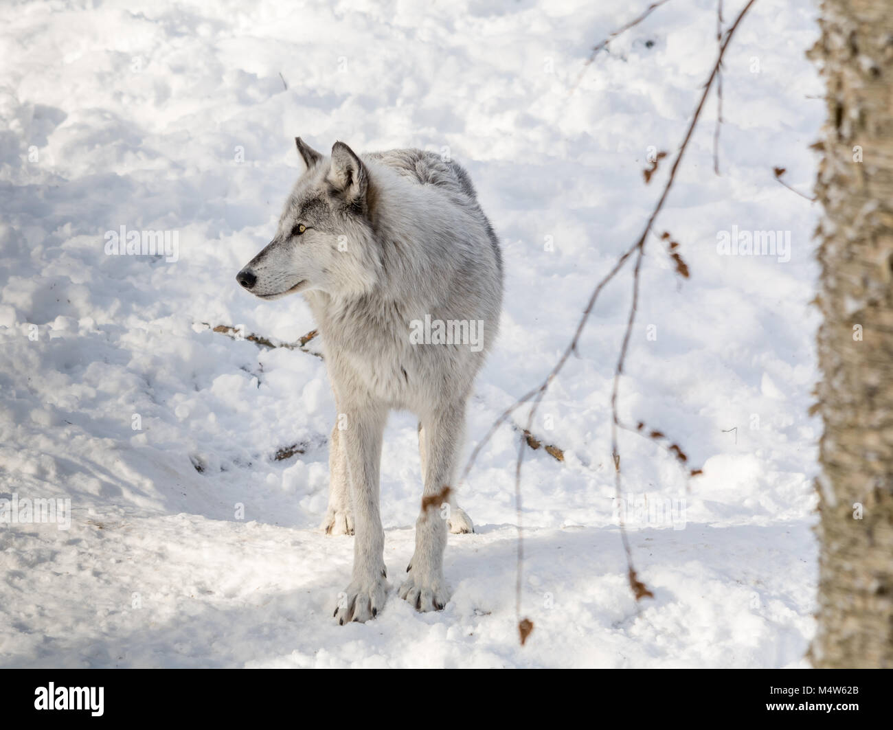 Wolve nero indossando la sua pelliccia invernale a giocare nella neve. Foto Stock