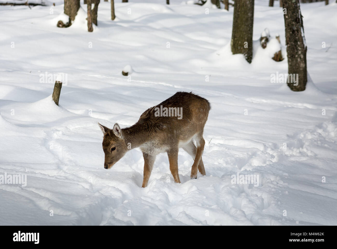 Molto giovane Daino passeggiate nella neve su un soleggiato nevoso giorno. Foto Stock
