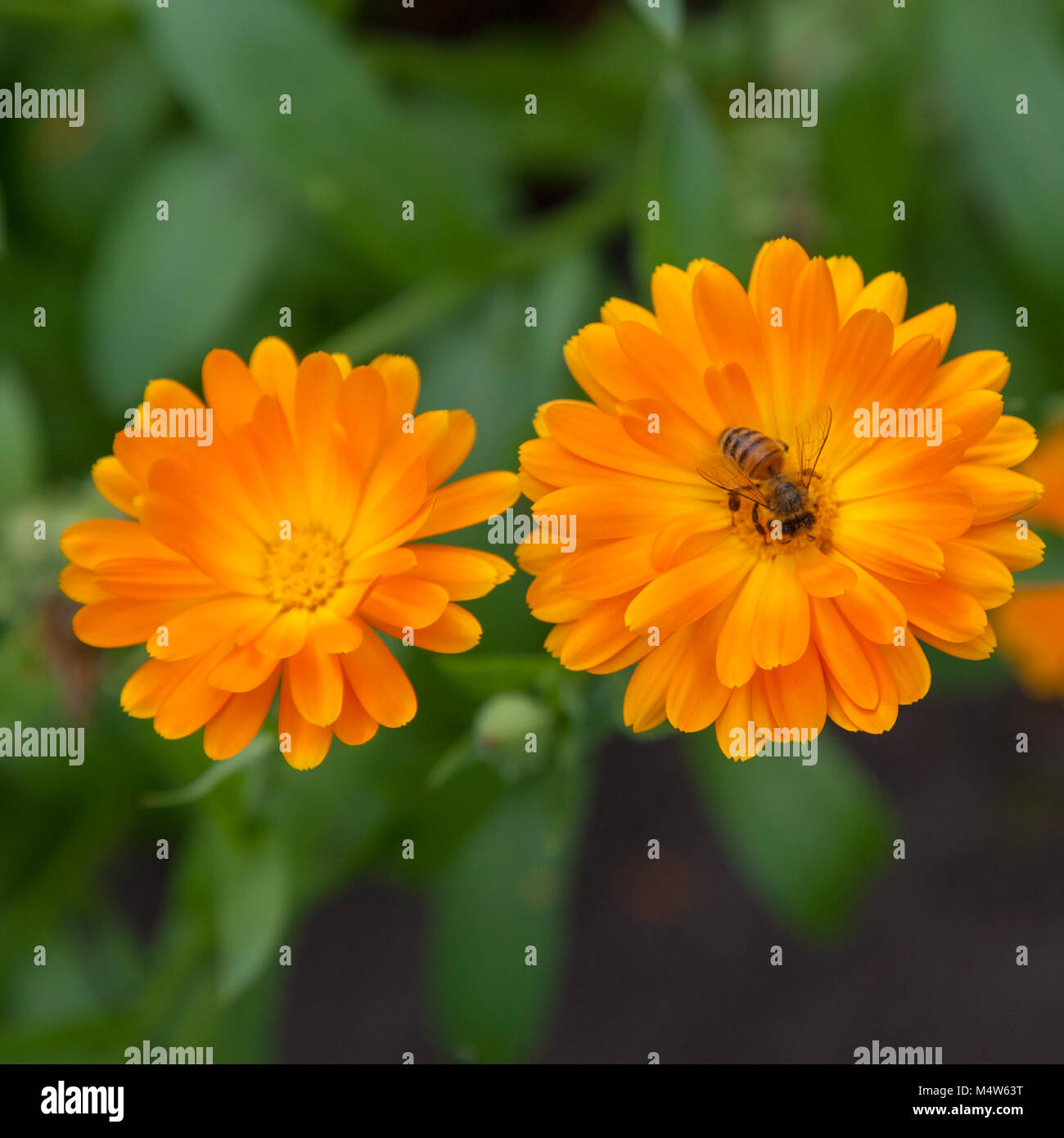 Calendula, Ringblomma (Calendula officinalis) Foto Stock