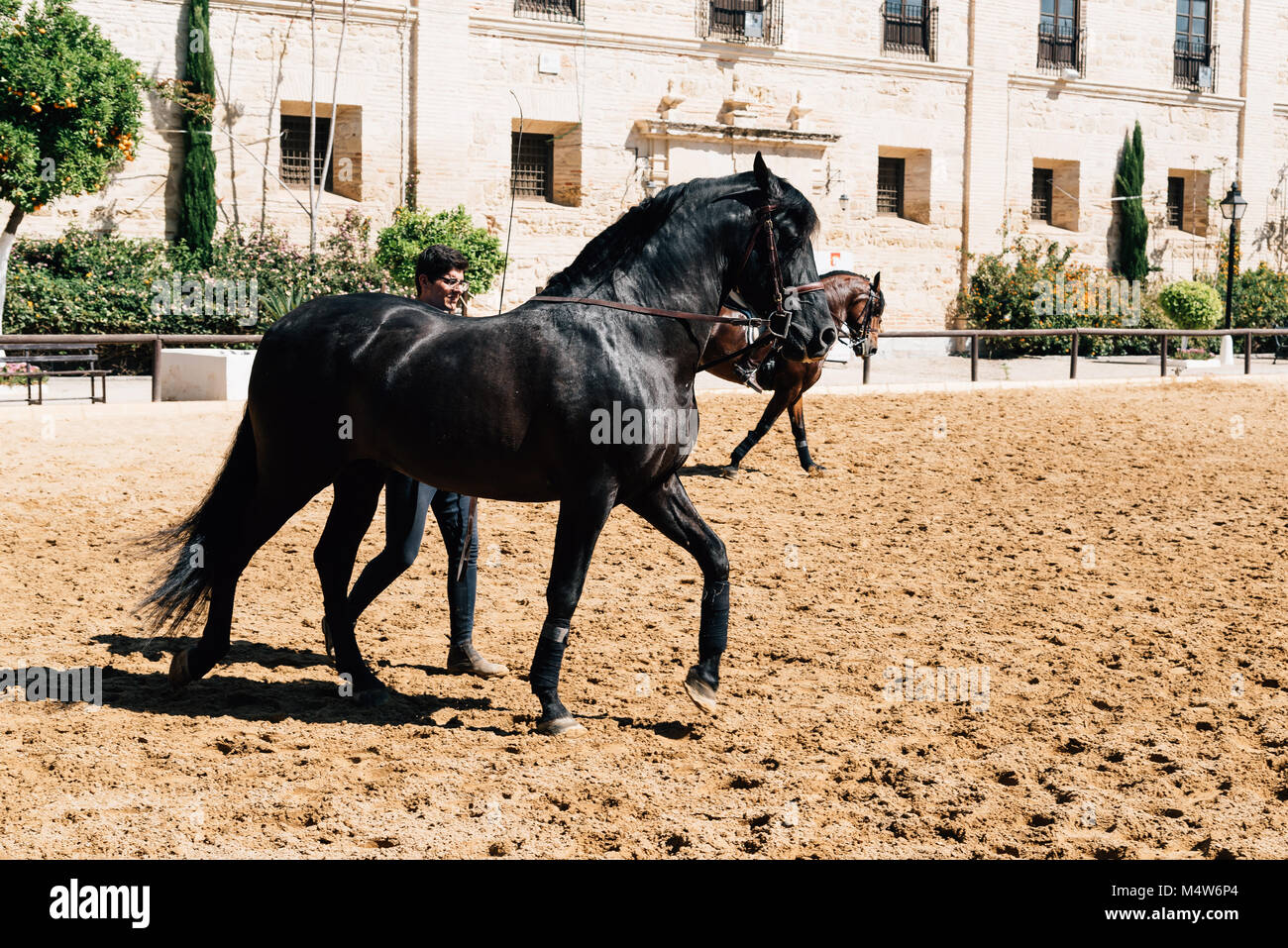Cordoba, Spagna - 12 Aprile 2017: cavallo andaluso noto anche come pura Cavallo Spagnolo con lo sposo nella storica Royal maneggio di Cordoba. Foto Stock