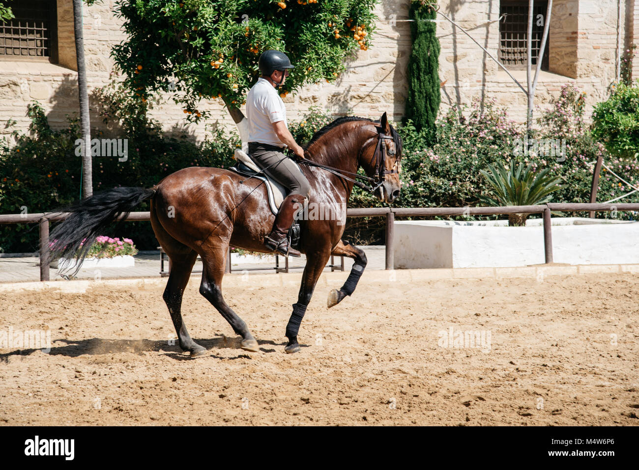 Cordoba, Spagna - 12 Aprile 2017: Cavallo cavaliere a cavallo di un marrone cavallo andaluso noto anche come puro Cavallo Spagnolo nella storica Royal maneggio di Cordoba. Foto Stock