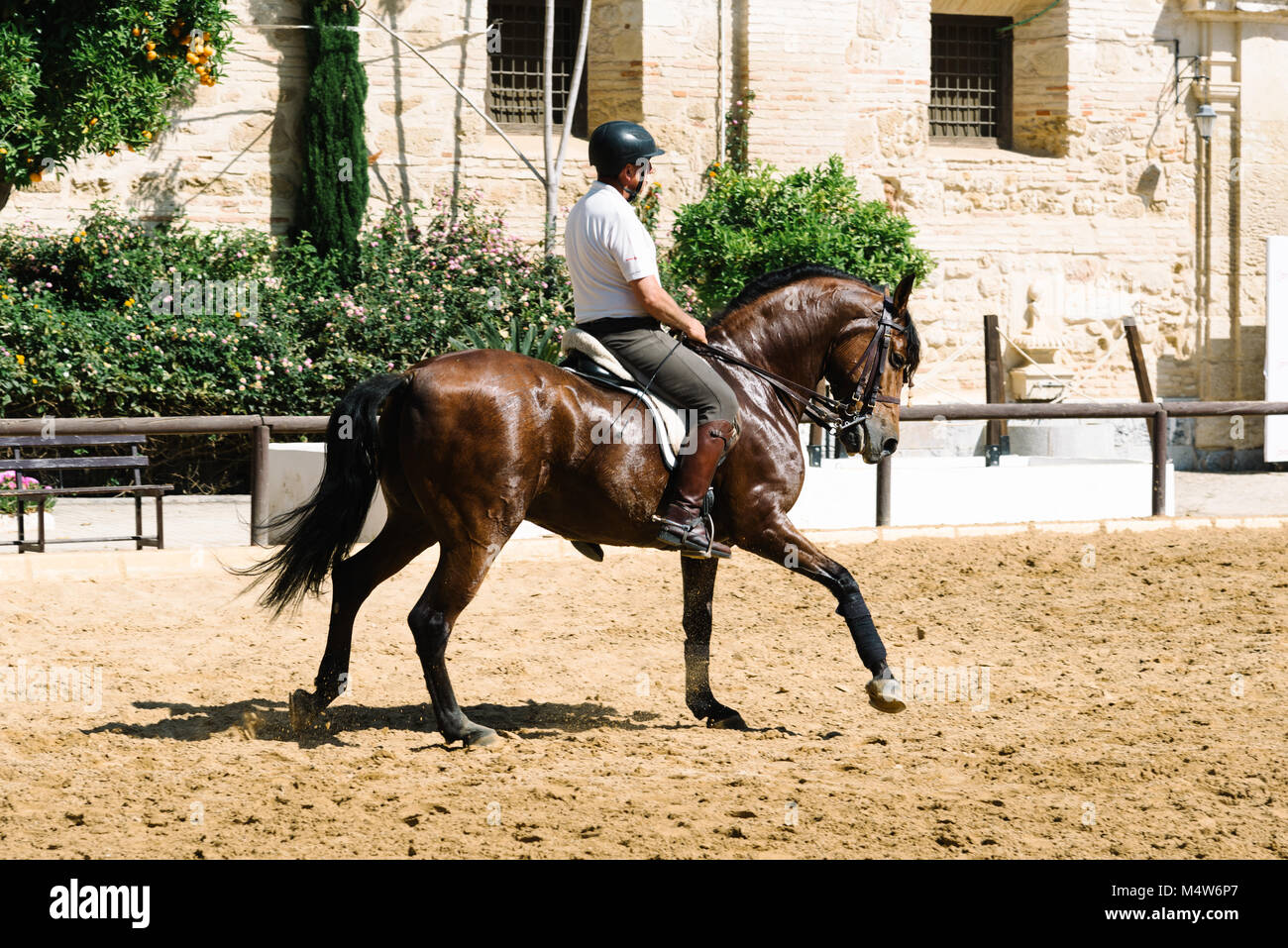 Cordoba, Spagna - 12 Aprile 2017: Cavallo cavaliere a cavallo di un marrone cavallo andaluso noto anche come puro Cavallo Spagnolo nella storica Royal maneggio di Cordoba. Foto Stock