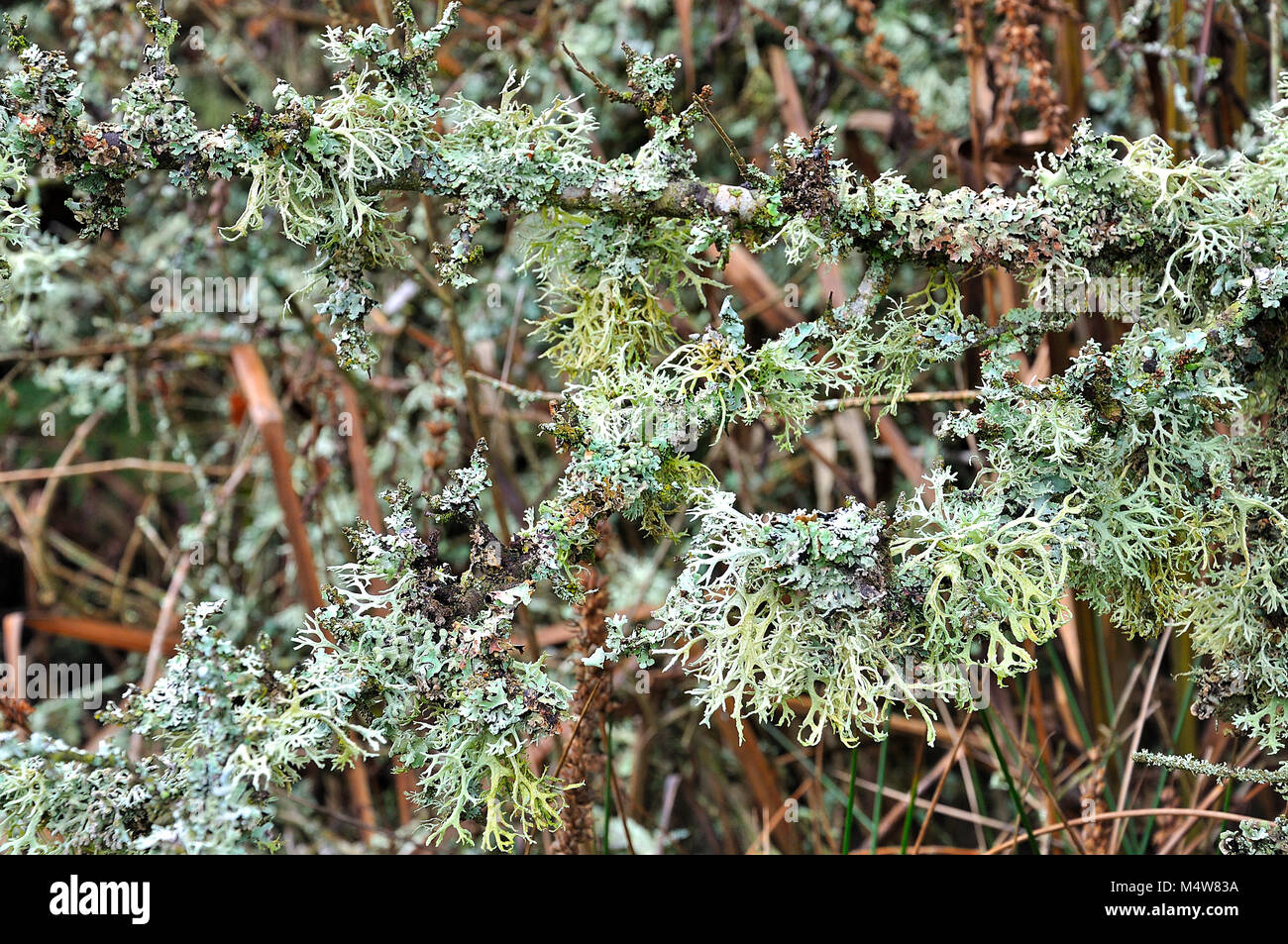 I licheni sul ramo di un albero, New Forest National Park, Hampshire, Inghilterra. Foto Stock
