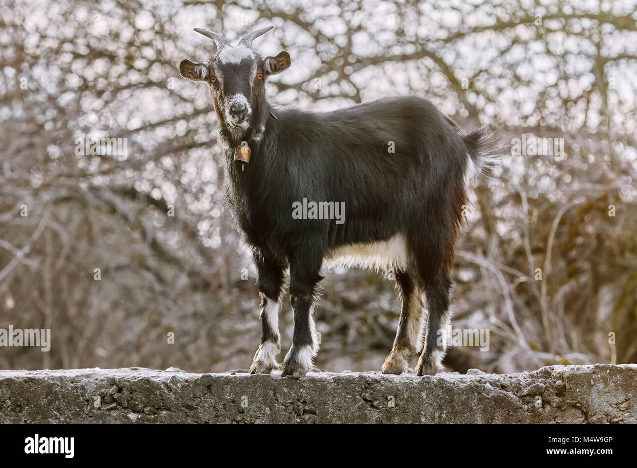 Capra nero sul righello Foto Stock