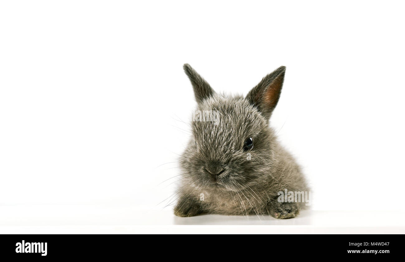 Close up baby bunny Foto Stock