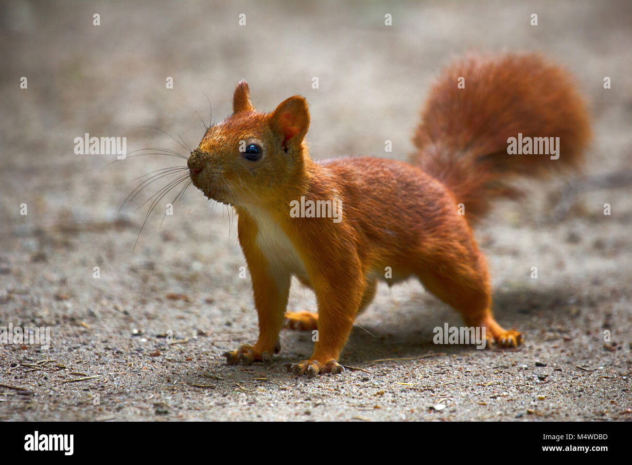 Scoiattolo selvatico nel parco. Muso di animale in sabbia come scavato le larve di insetti. Vestito estivo della bestia Foto Stock