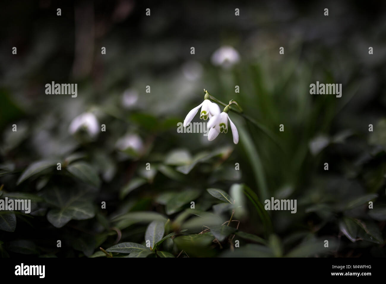 Freschi di fiori di primavera Foto Stock