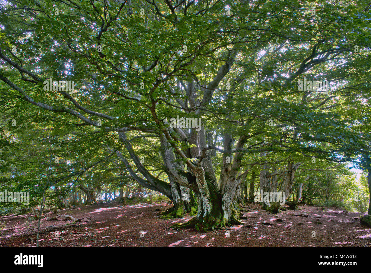 Ombrellone a forma di albero in un sottobosco auvergne sul cammino di ascesa del puy des goules Foto Stock