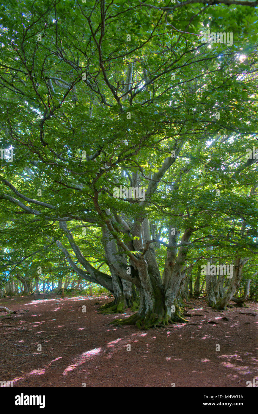 Bellissimo albero nella foresta di Auvergne Puy ghouls in puy dome Foto Stock