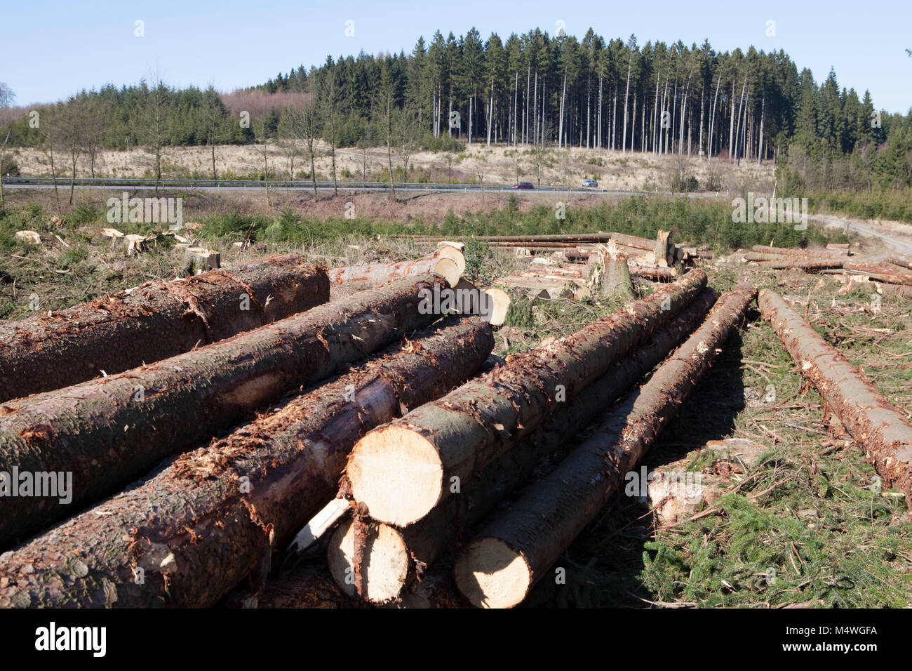 La silvicoltura, Meinerzhagen, Renania settentrionale-Vestfalia, Germania, Europa Waldwirtschaft, Meinerzhagen, Nordrhein-Westfalen, Deutschland, Europa Foto Stock