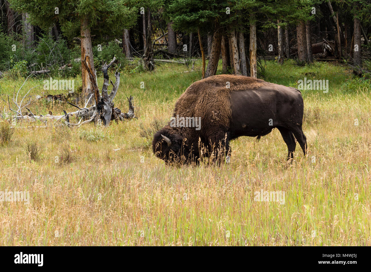 Bison o bufalo americano alimentazione su erba nel parco nazionale di Yellowstone Foto Stock Bison o bufalo americano alimentazione su erba nel parco nazionale di Yellowstone Foto Stock