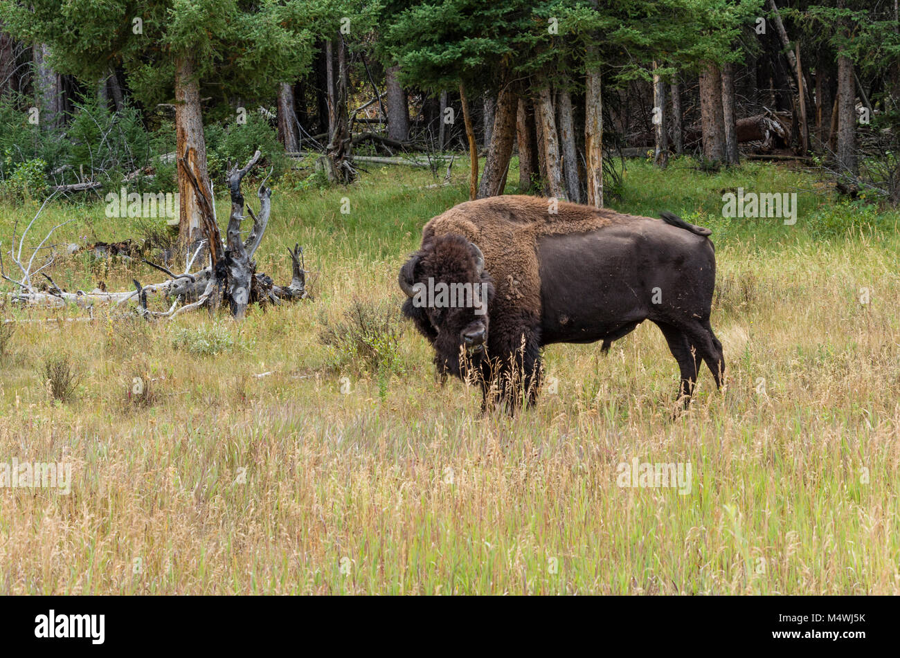 Bison o bufalo americano alimentazione su erba nel parco nazionale di Yellowstone Foto Stock Bison o bufalo americano alimentazione su erba nel parco nazionale di Yellowstone Foto Stock