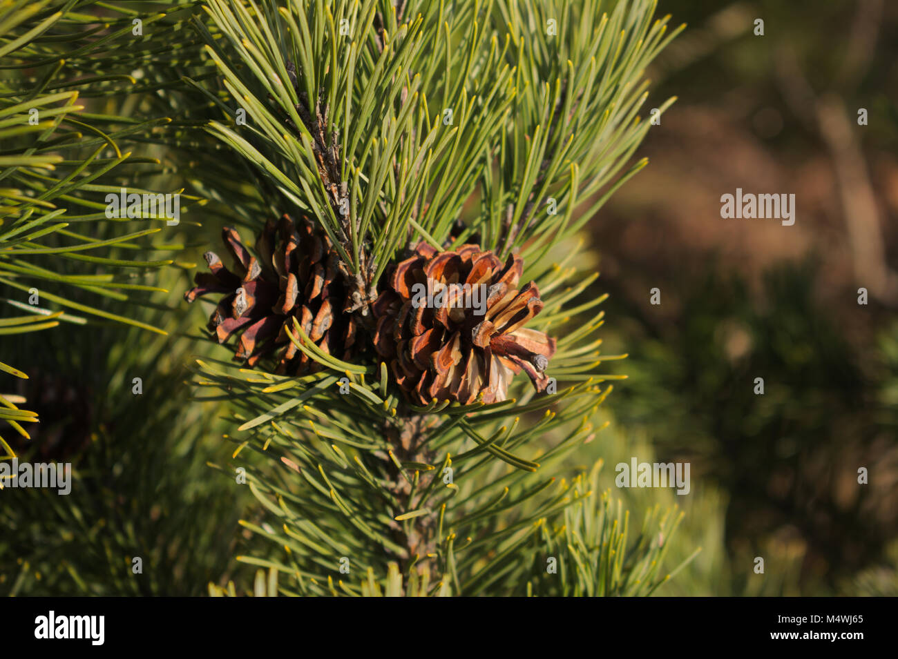 Brown pigne su un ramo Foto Stock