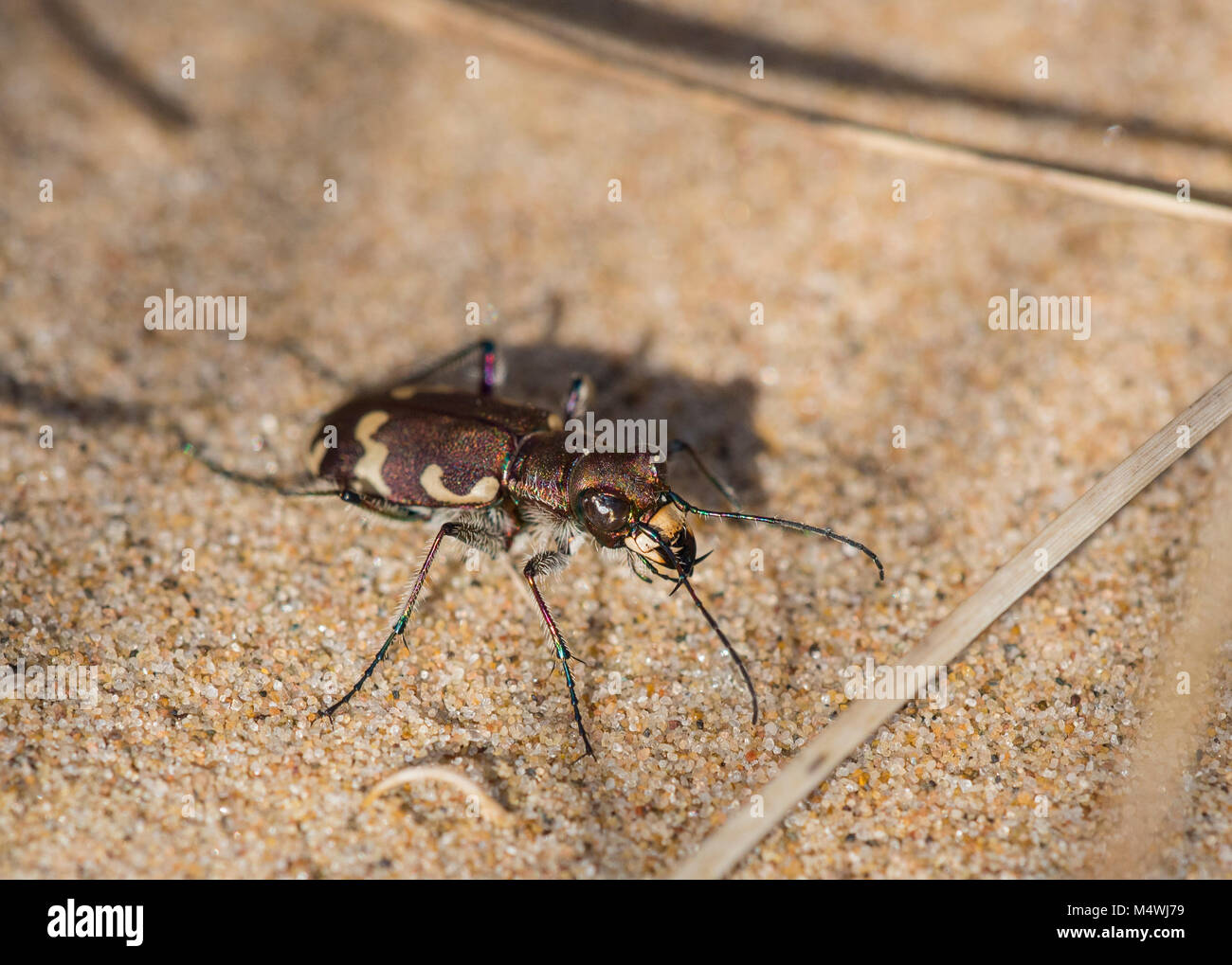 In prossimità di una duna settentrionale Tiger Beetle (Cicindela hybrida) su Sefton dune di sabbia MERSEYSIDE REGNO UNITO. Foto Stock