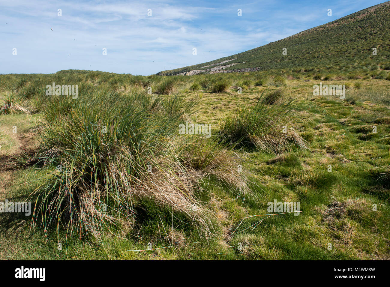 Isole Falkland, nuova isola. Isola tipica tussock grass habitat. Foto Stock