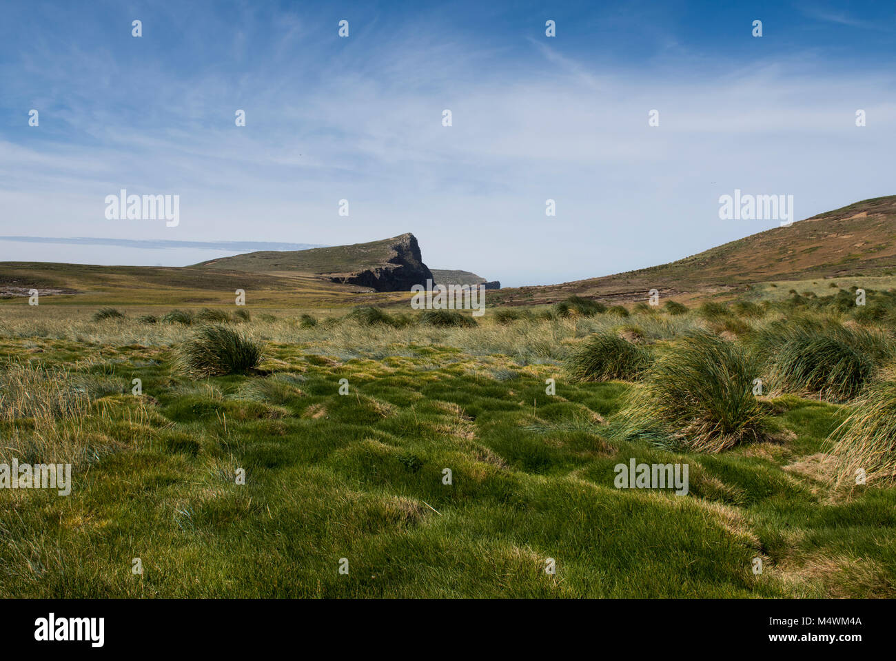 Isole Falkland, nuova isola. Isola tipica tussock grass habitat. Foto Stock