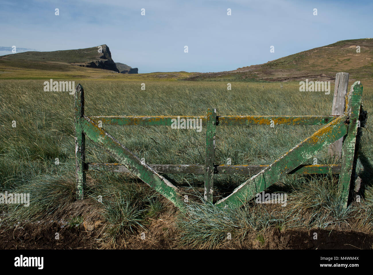 Isole Falkland, nuova isola. Isola tipica tussock grass habitat. Foto Stock